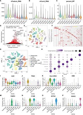 T cell-related ubiquitination genes as prognostic indicators in hepatocellular carcinoma